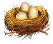 Bird nest with three eggs